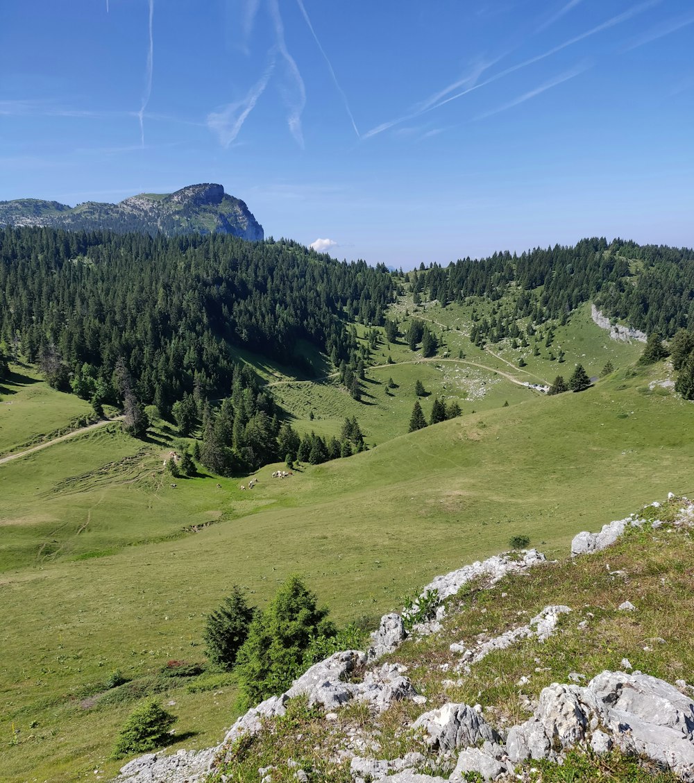 green grass field and trees on mountain under blue sky during daytime