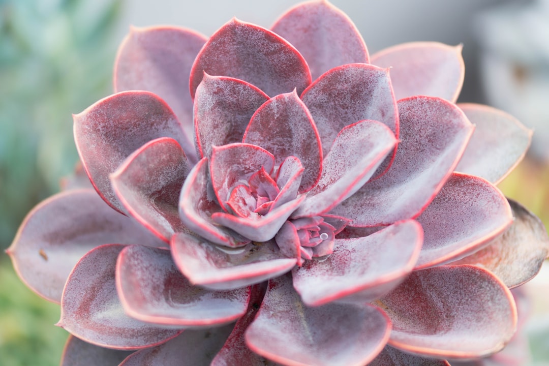 pink and white flower in macro lens