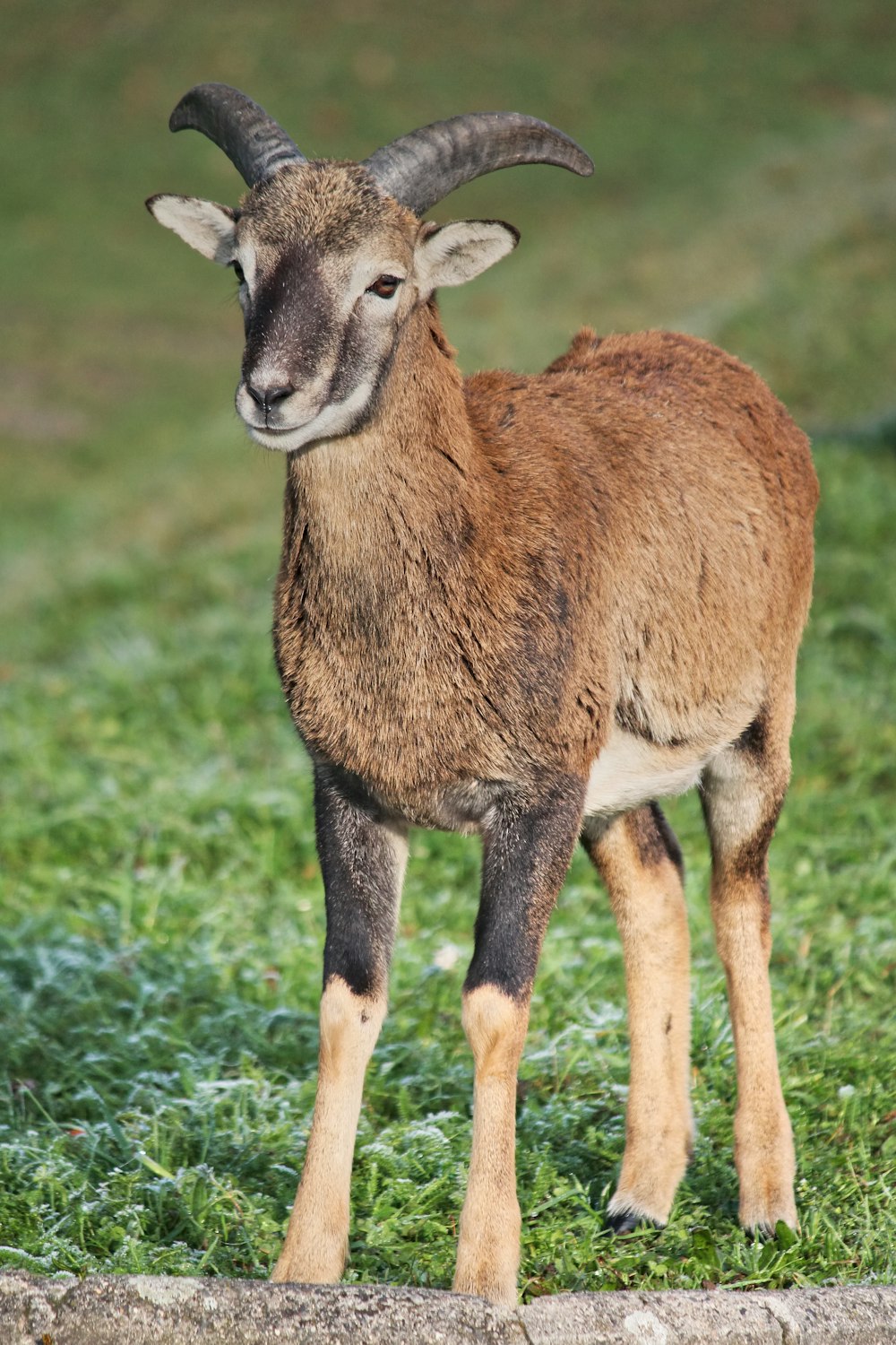 brown deer on green grass during daytime