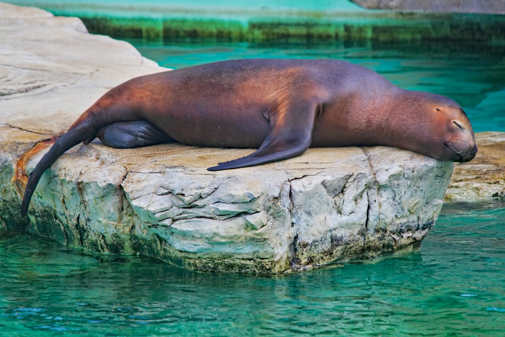 Foca en roca gris cerca del cuerpo de agua durante el día