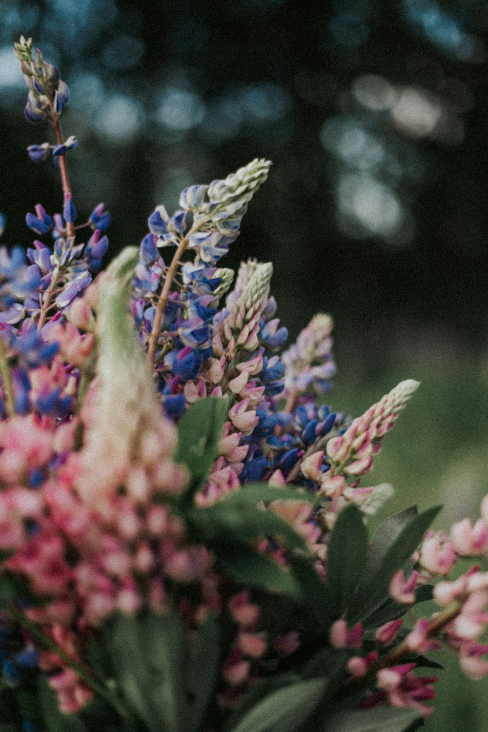 botões florais azuis e vermelhos