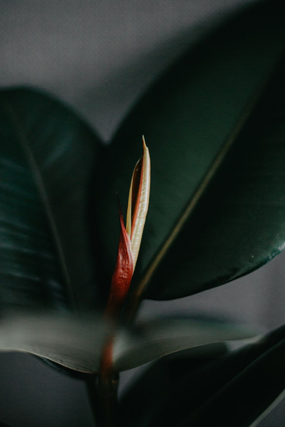 red and green leaf plant