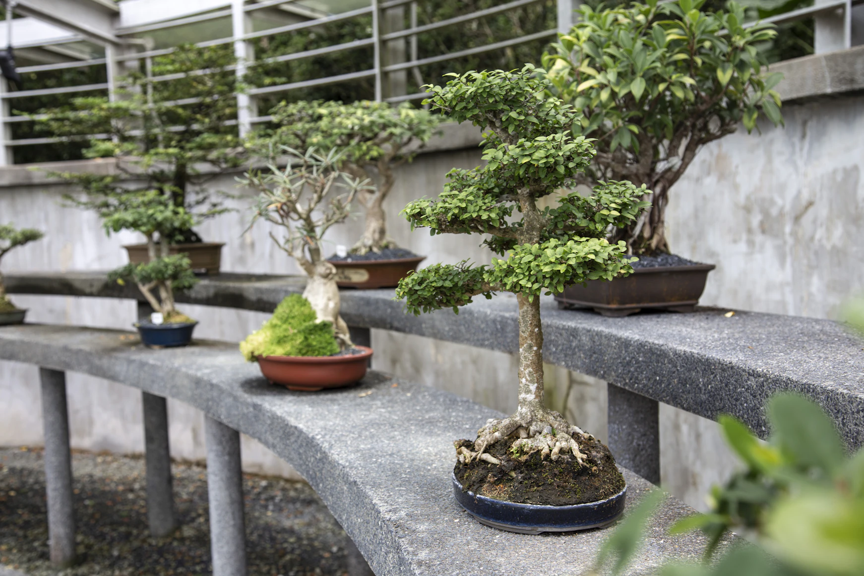Bonsai trees arranged in a
    professional greenhouse setup in India