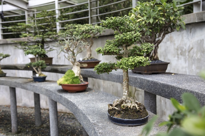 Bonsai Tree Care for Beginners—Everything You Need to Know ?!

