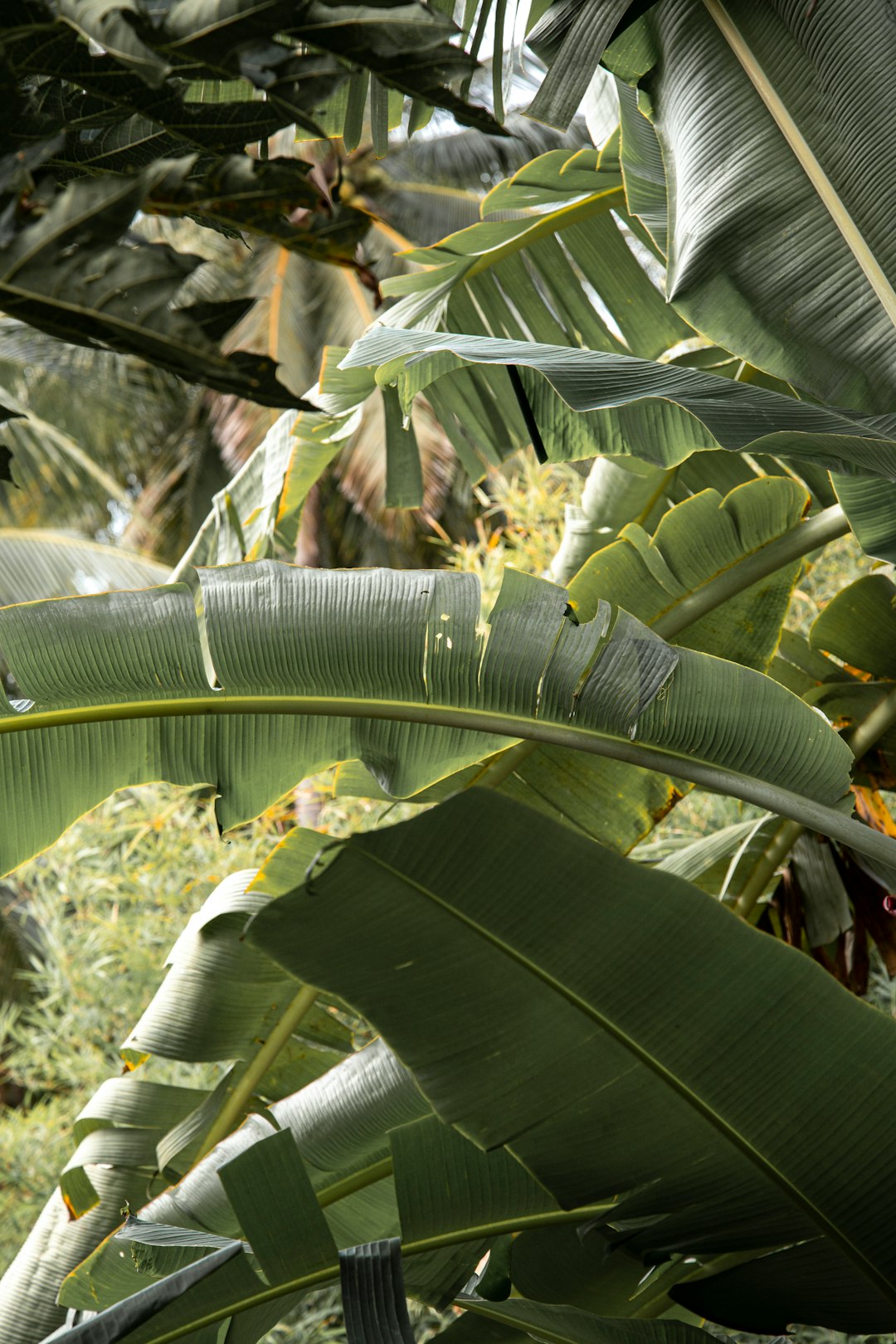 banana tree with green leaves