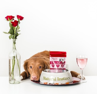 brown short coated dog on white ceramic plate beside clear glass vase