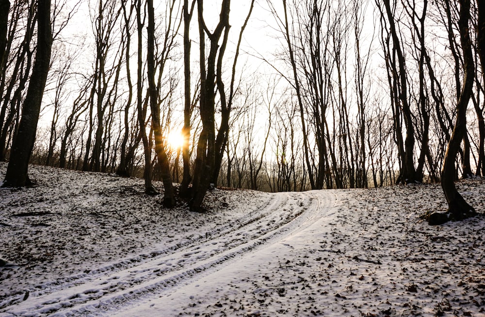 snow covered road between bare trees during daytime