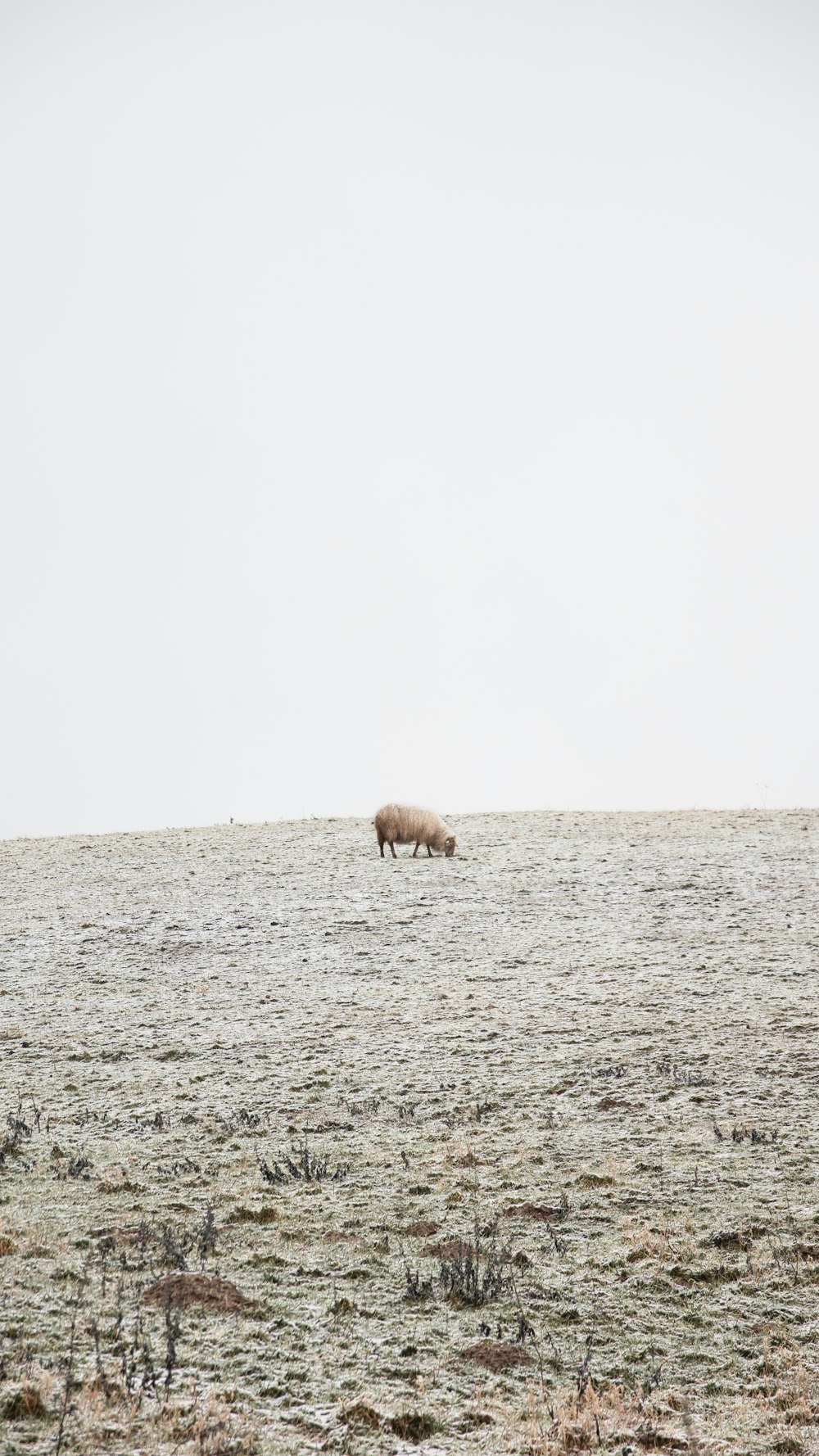 brown cow on gray sand during daytime