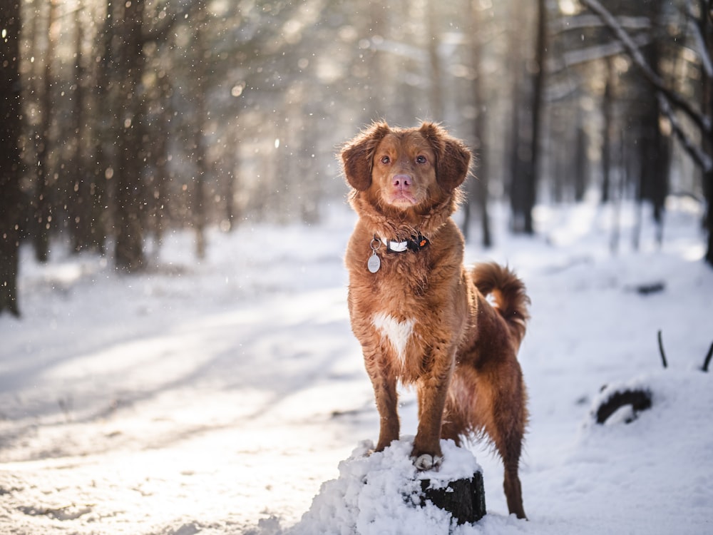 brown short coated dog on snow covered ground during daytime