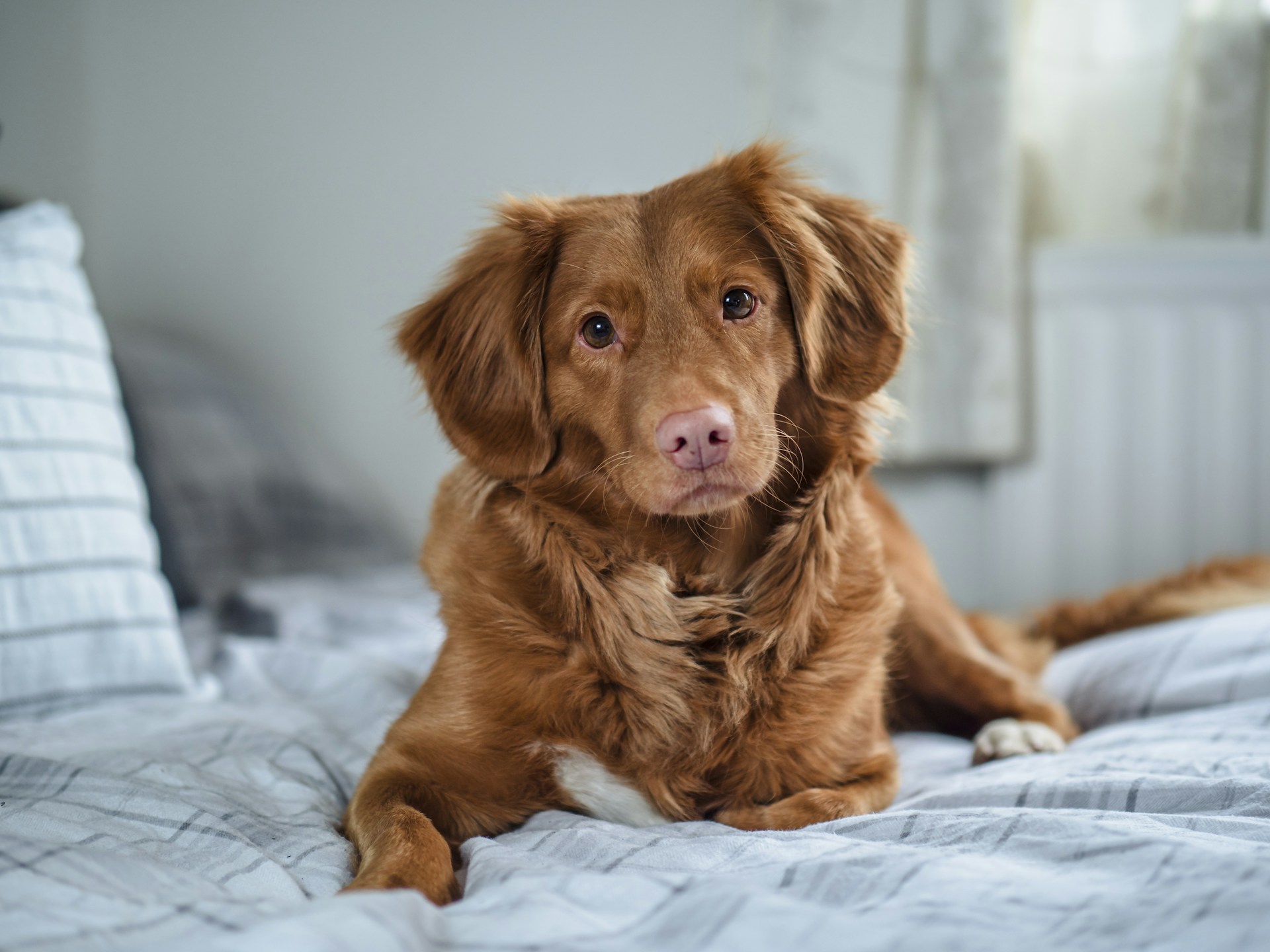 brown long coated dog on white textile