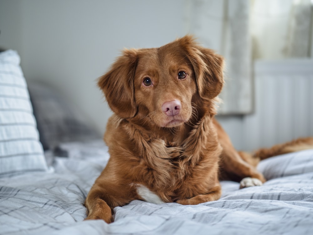 brown long coated dog on white textile