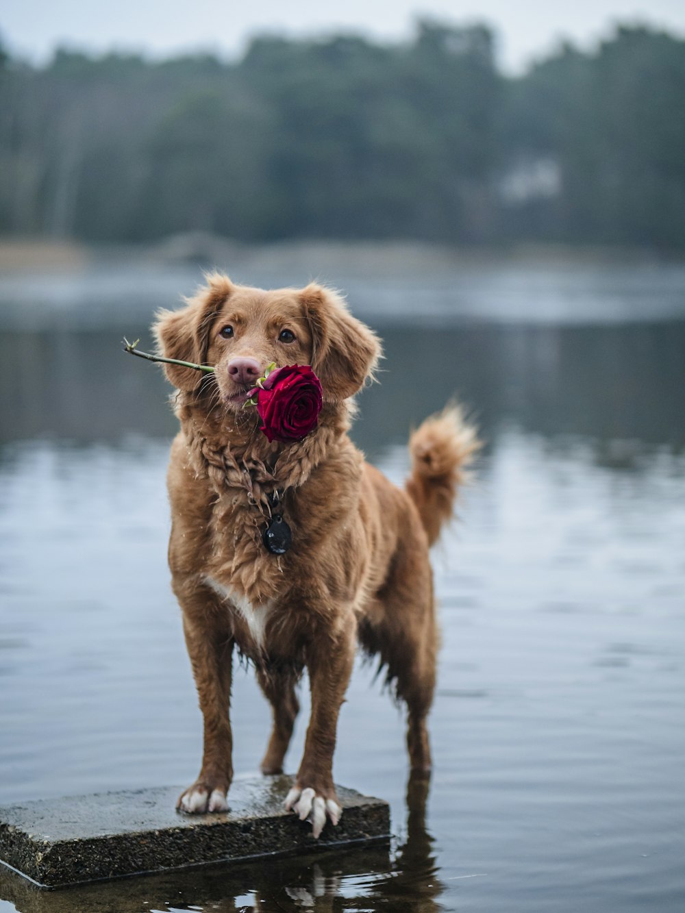 日中の水上の茶色の短い被覆犬