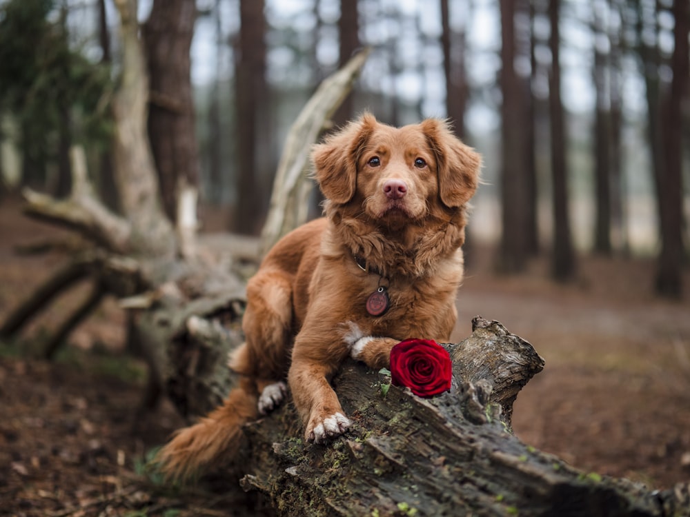 Chien brun à poil court de taille moyenne sur tronc d’arbre