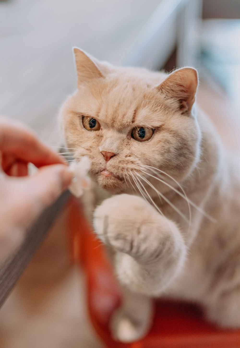 person holding orange tabby cat