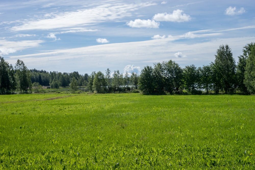 green grass field under blue sky during daytime