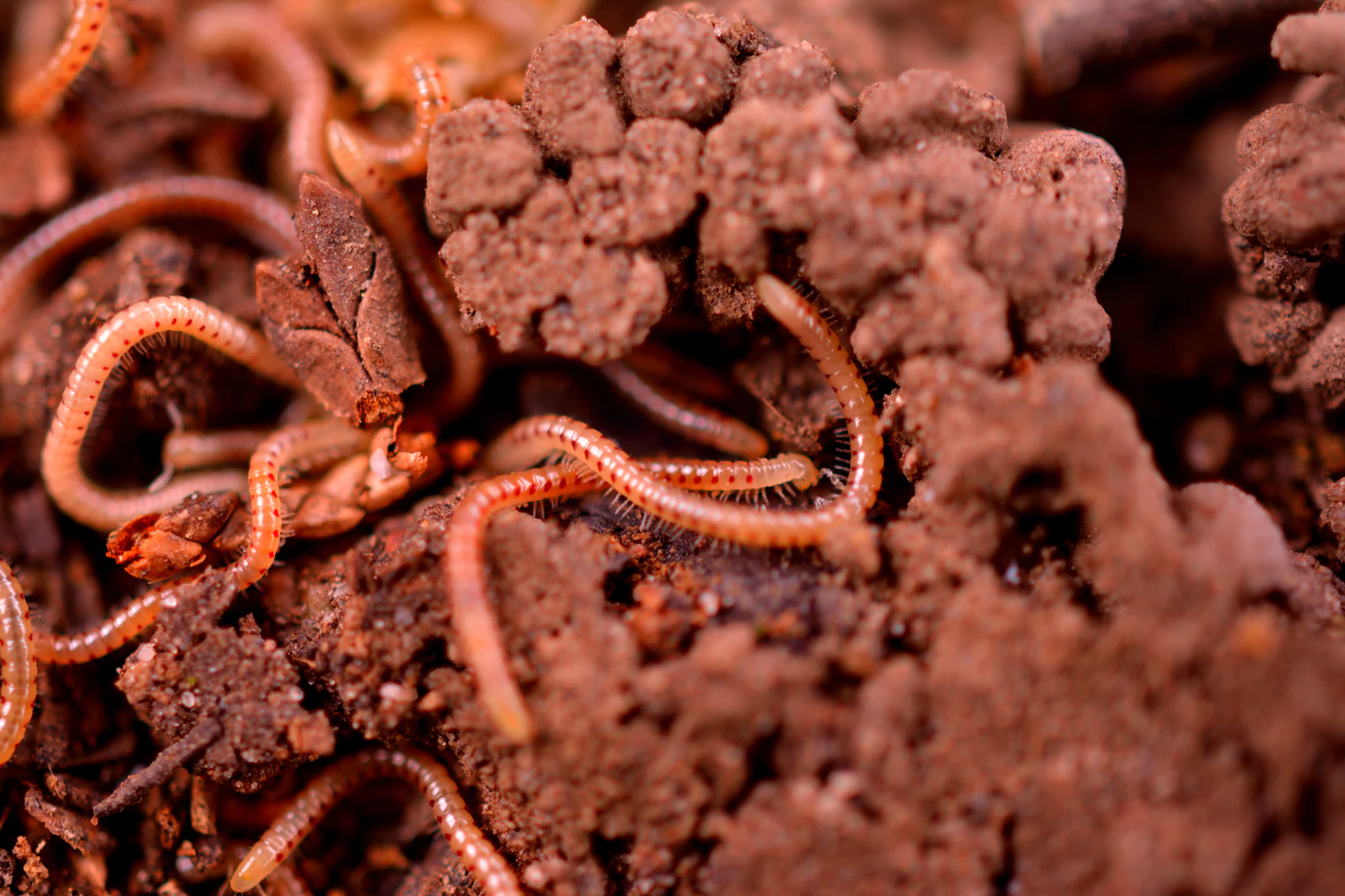 Applying organic vermicompost to a garden bed in India
