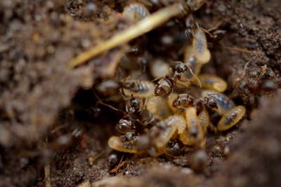 black and brown ant on brown soil