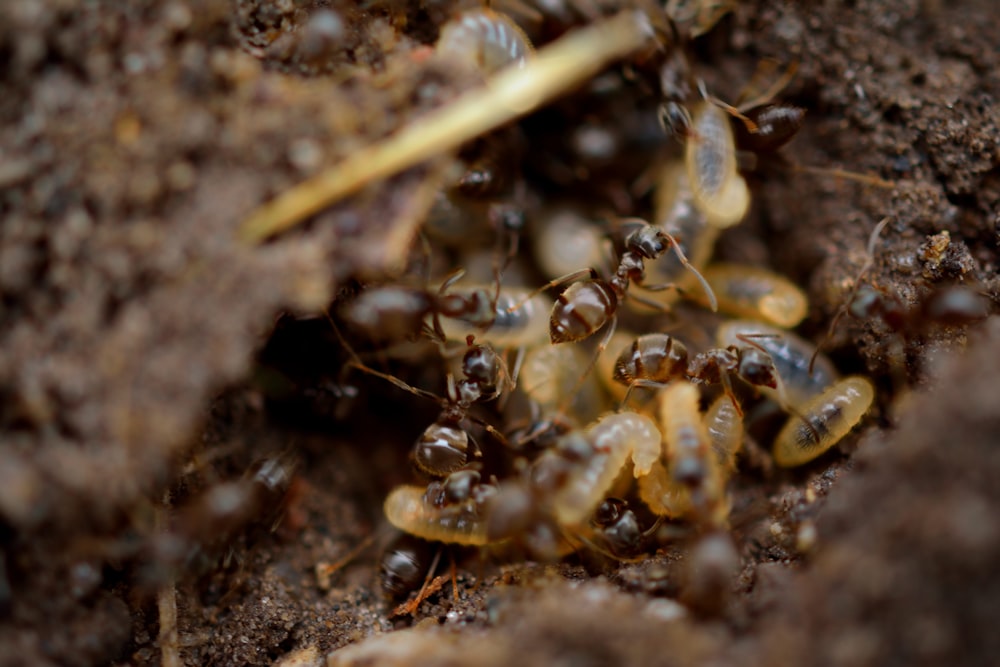 black and brown ant on brown soil