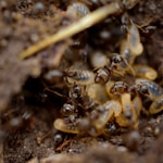 black and brown ant on brown soil