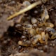 black and brown ant on brown soil