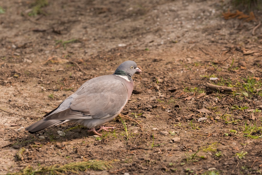 gray and white bird on brown soil