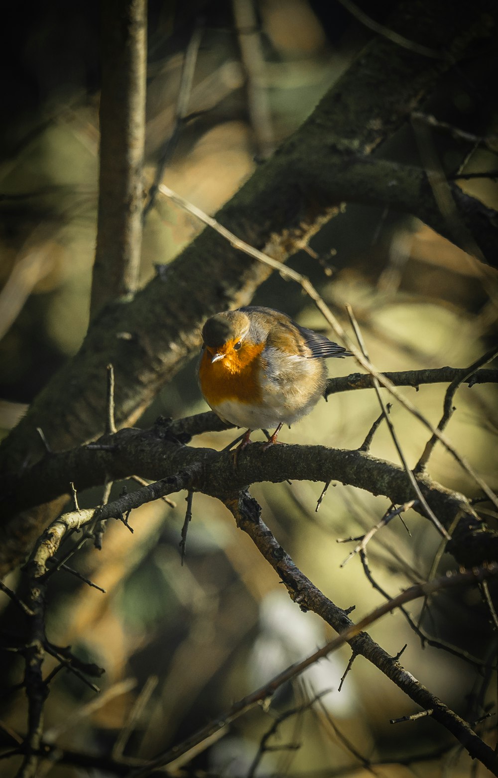 white and orange bird on tree branch during daytime