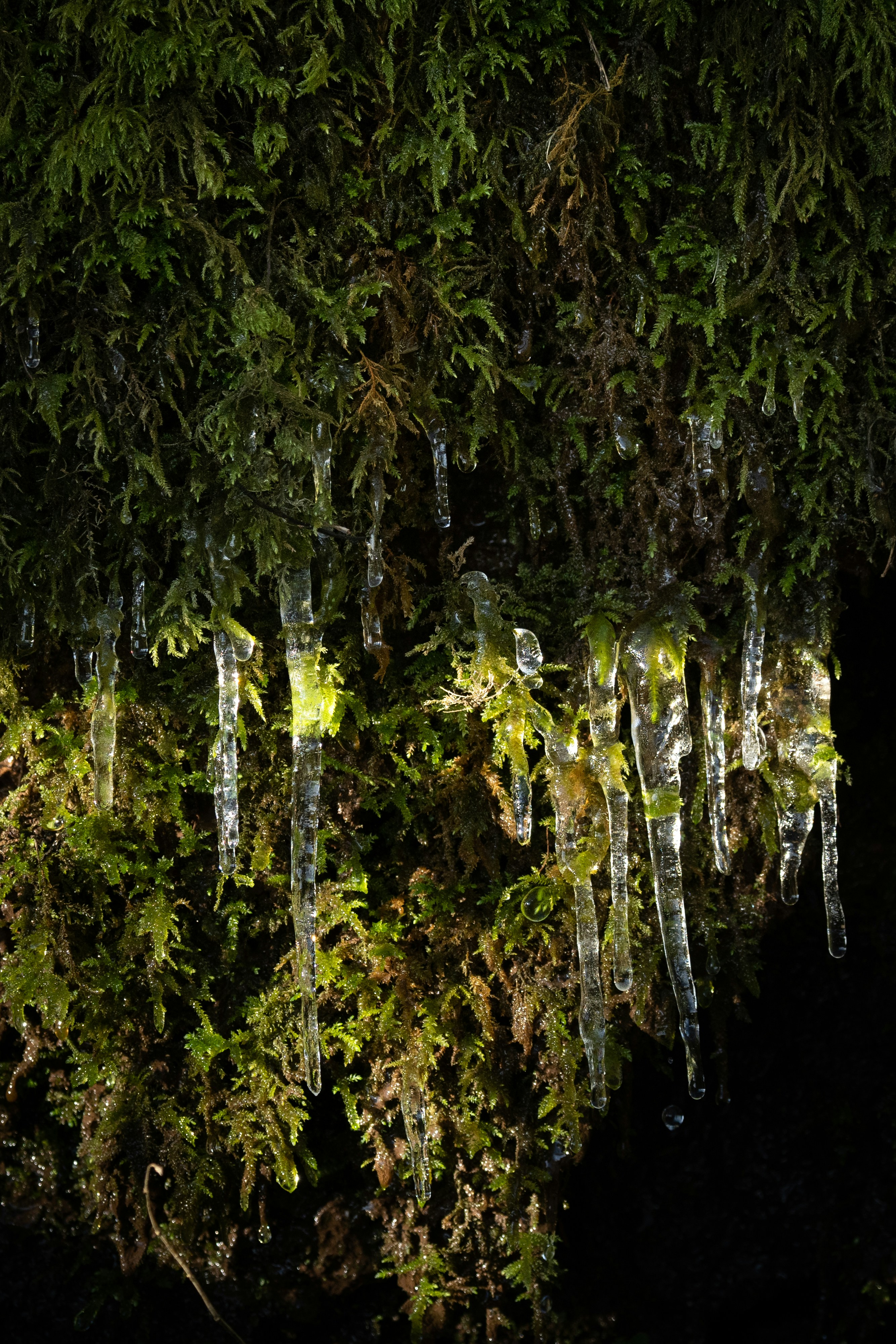 green moss on brown tree trunk