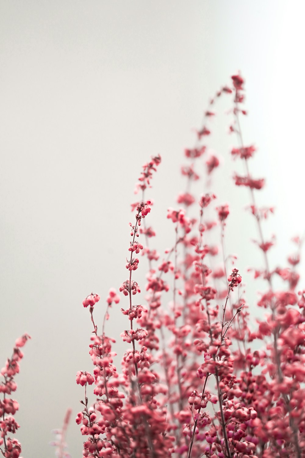 rosa Blüten auf weißem Hintergrund