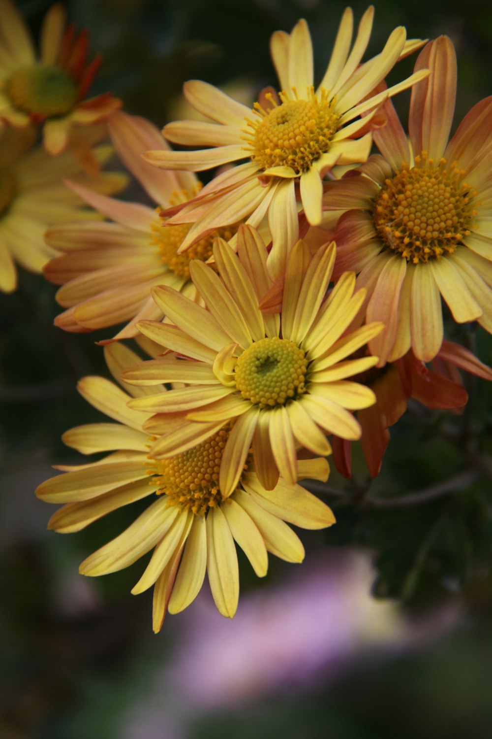 yellow and red flower in tilt shift lens