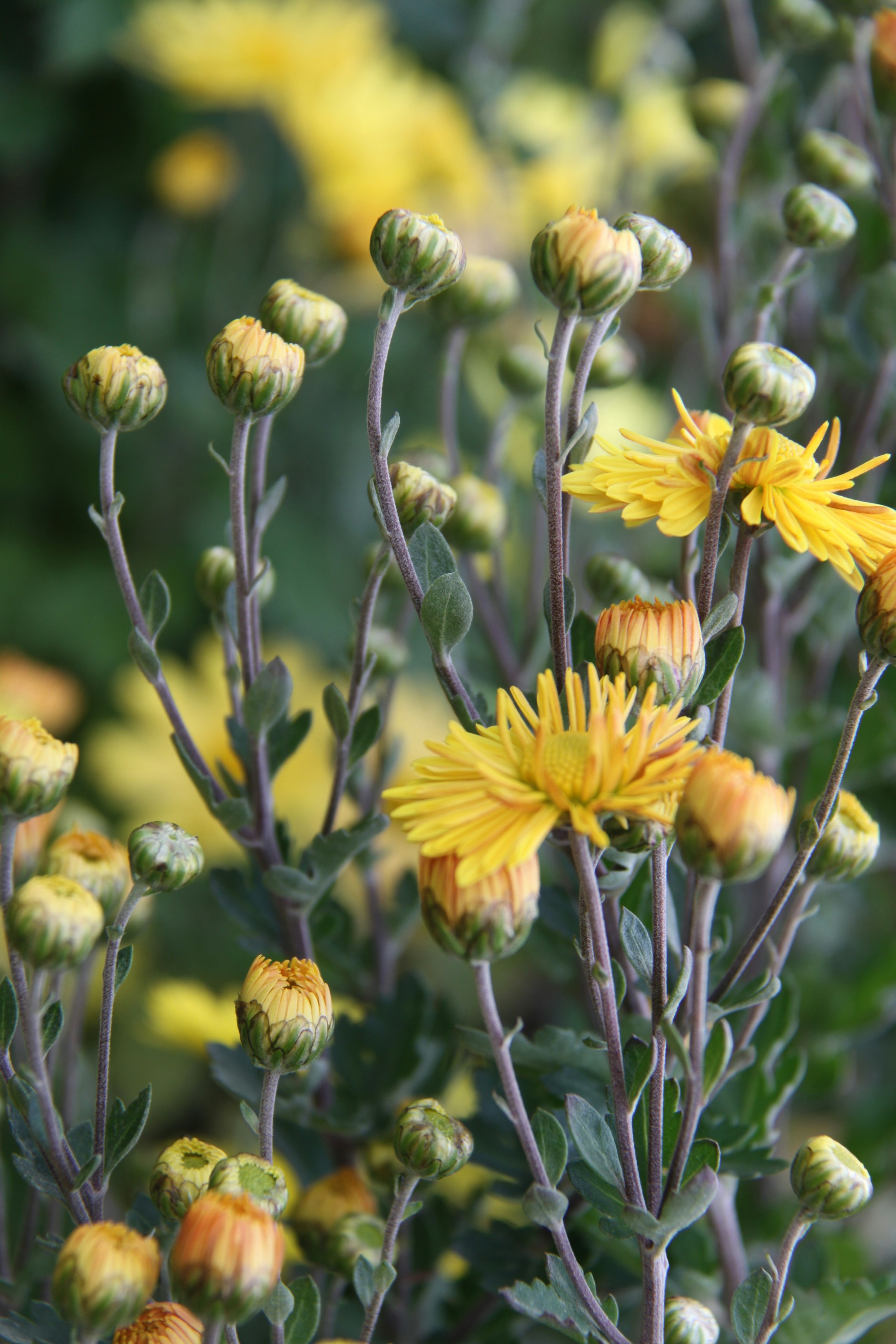 Photo by khadydemon7