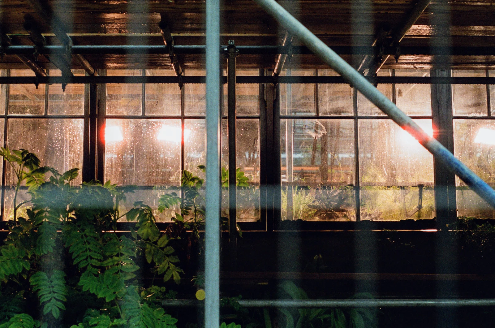 Inside a glasshouse at the Cambridge University Botanic Garden