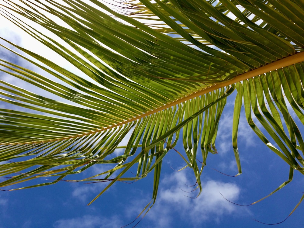 Palmier vert sous ciel bleu et nuages blancs pendant la journée