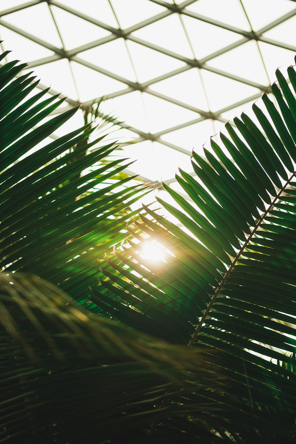 green palm tree during daytime