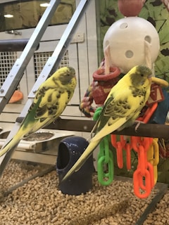 Two yellow parakeets with green markings are perched on a wooden bar inside a cage. They are surrounded by colorful toys, including a large white ball with holes, a multicolored rope, and bright plastic chains. The cage floor is covered with pellets, and there is a dark blue food or water container nearby.