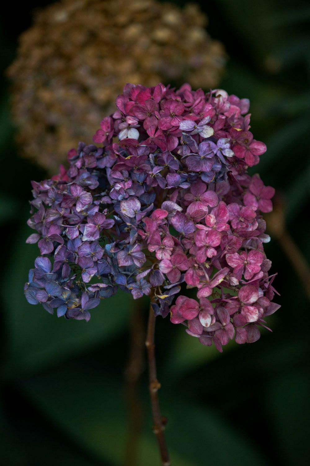 purple flower on brown tree trunk