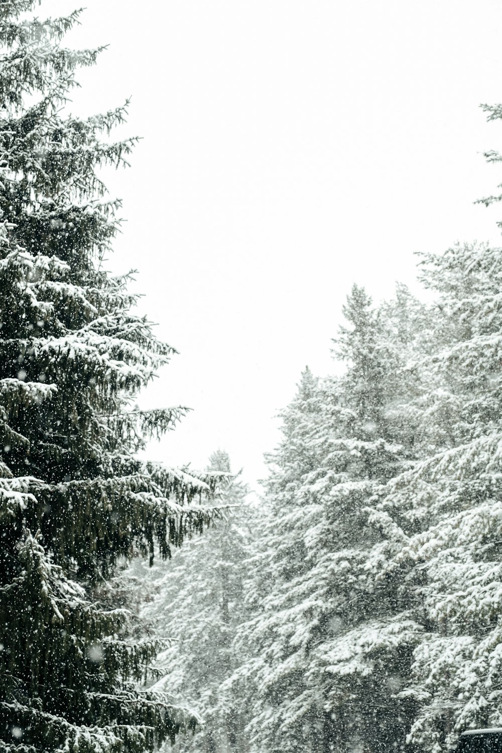 green pine trees covered with snow