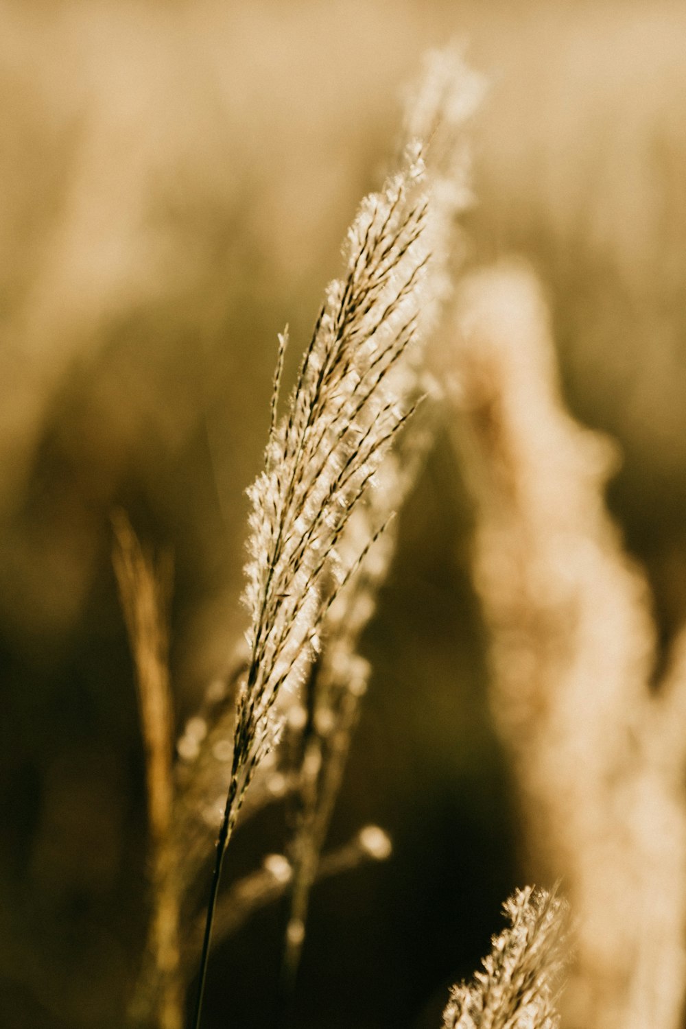 brown wheat in close up photography