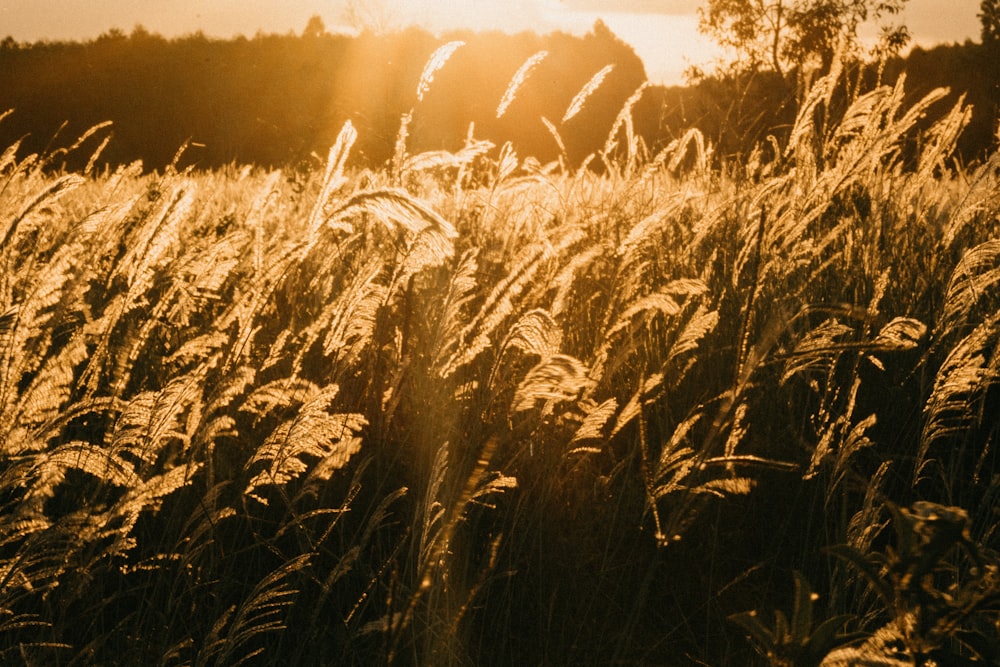 grayscale photo of grass field