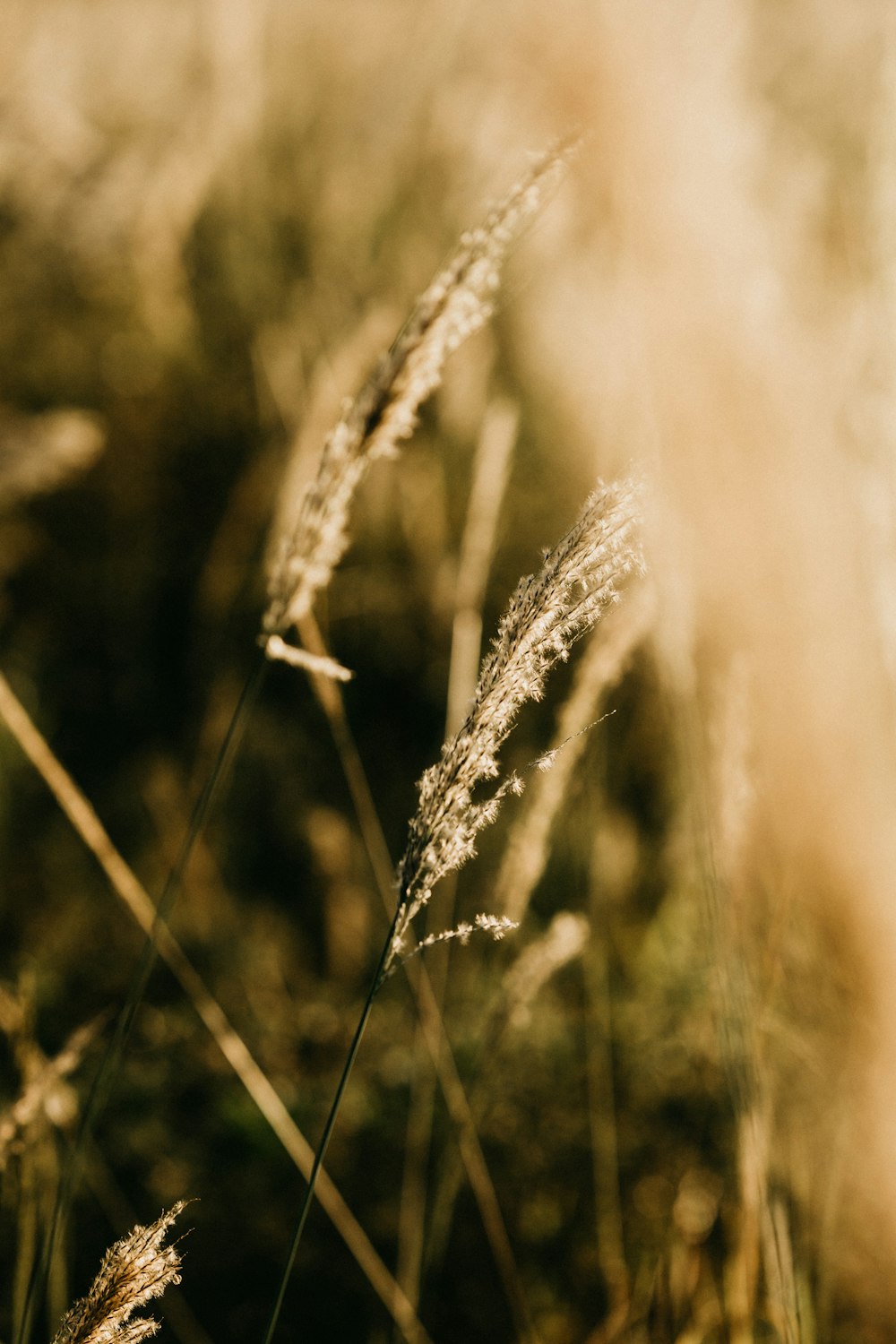 white wheat in close up photography