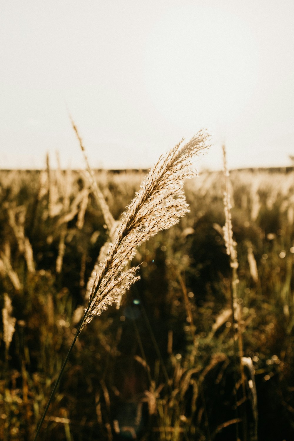 brown wheat in close up photography