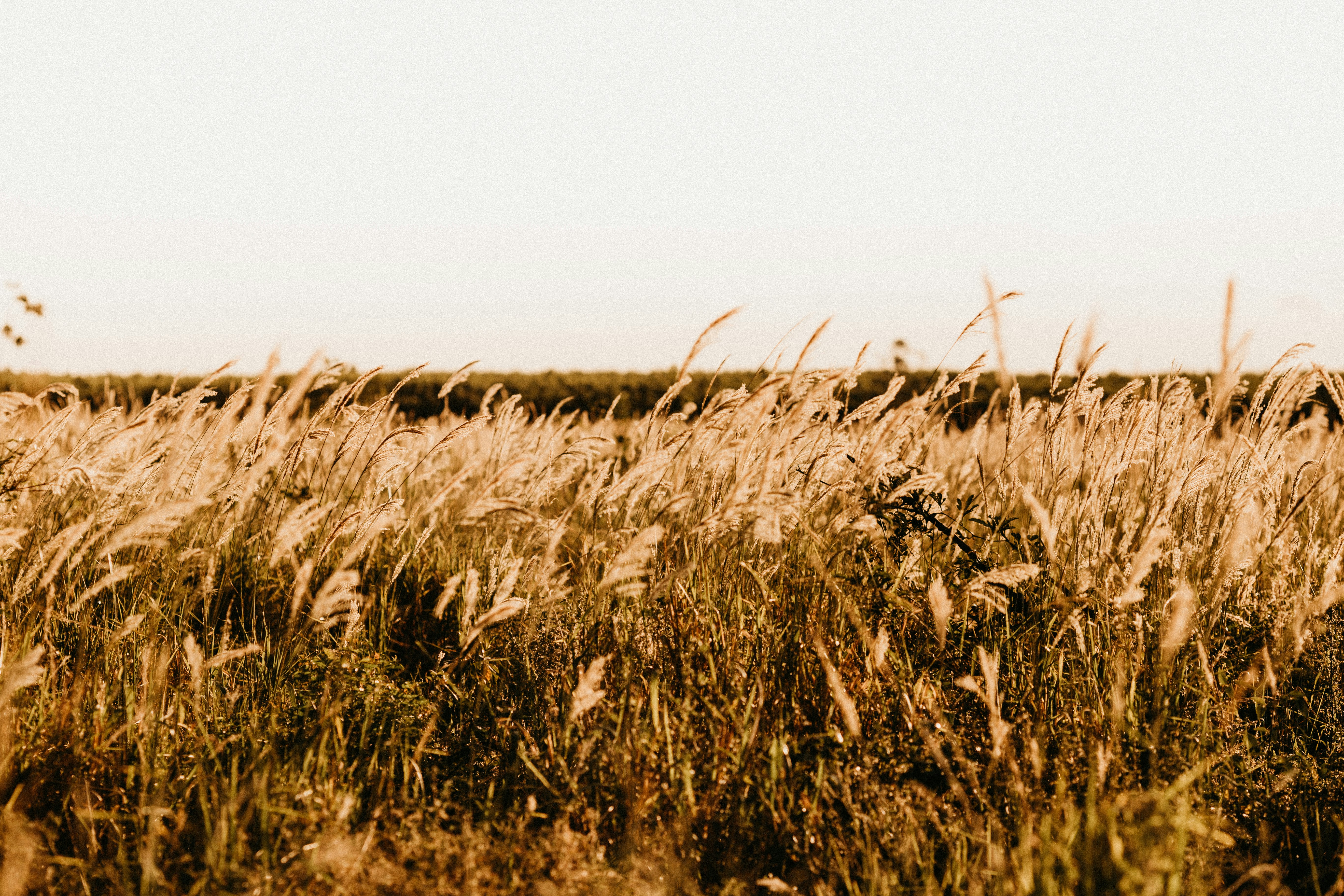 Keep it simple and earthy with a brown background from Unsplash. All of our images are beautiful, curated, and free to download. Welcome to the future.