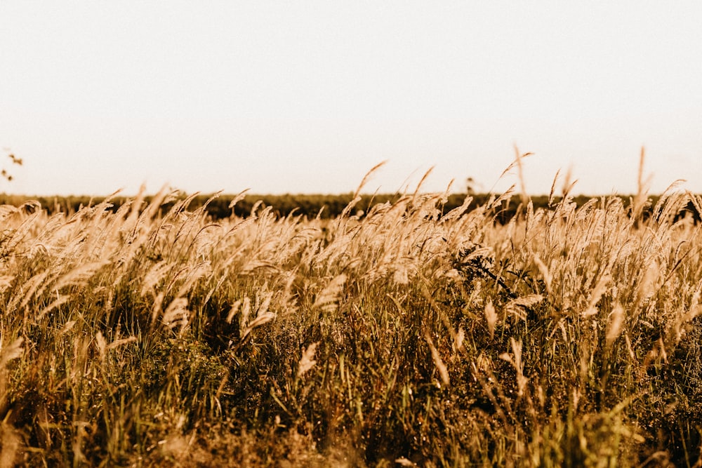 brown wheat field during daytime