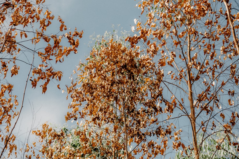 brown leaf tree under blue sky during daytime