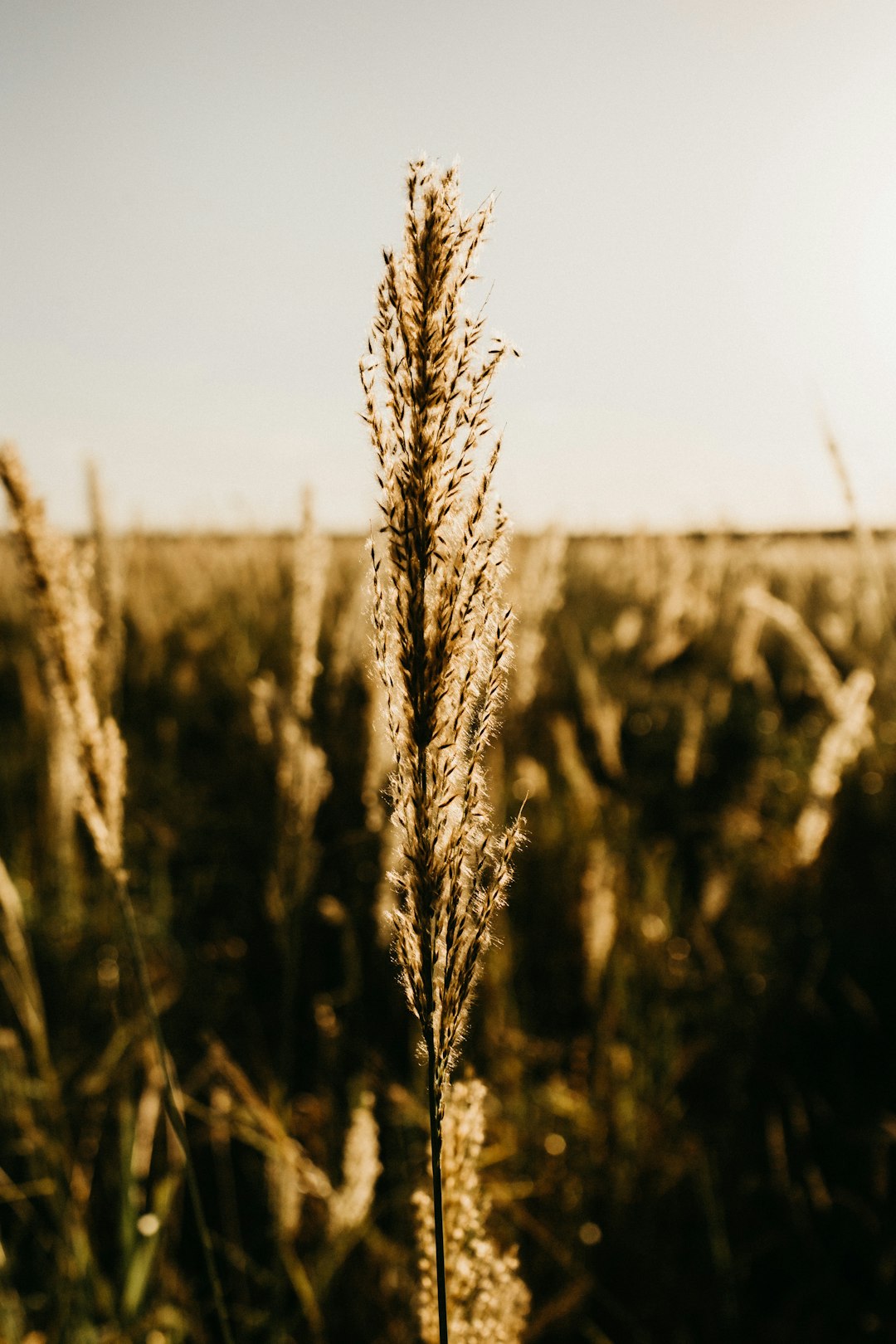 brown wheat field during daytime