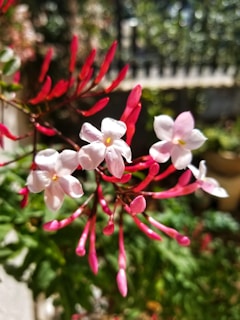 Close-up of delicate jasmine flowers resting on a bright red post box lid.