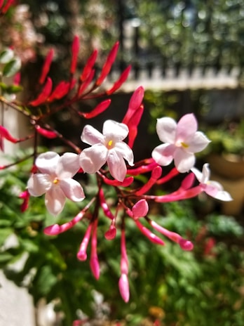 Close-up of delicate jasmine flowers resting on a bright red post box lid.