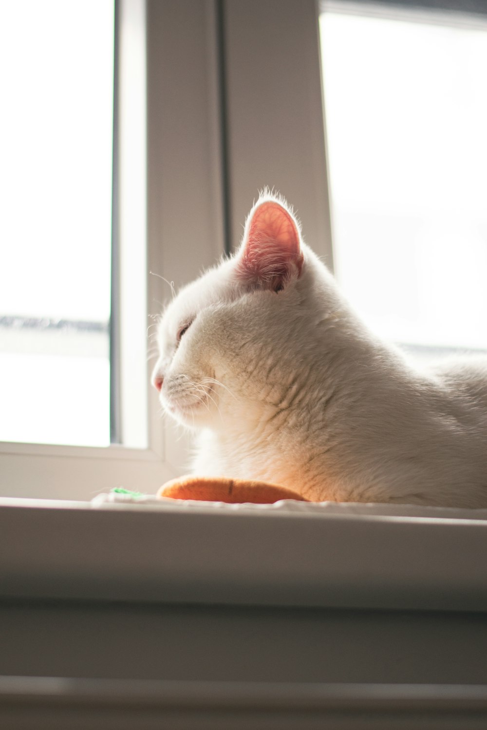 white cat on blue textile