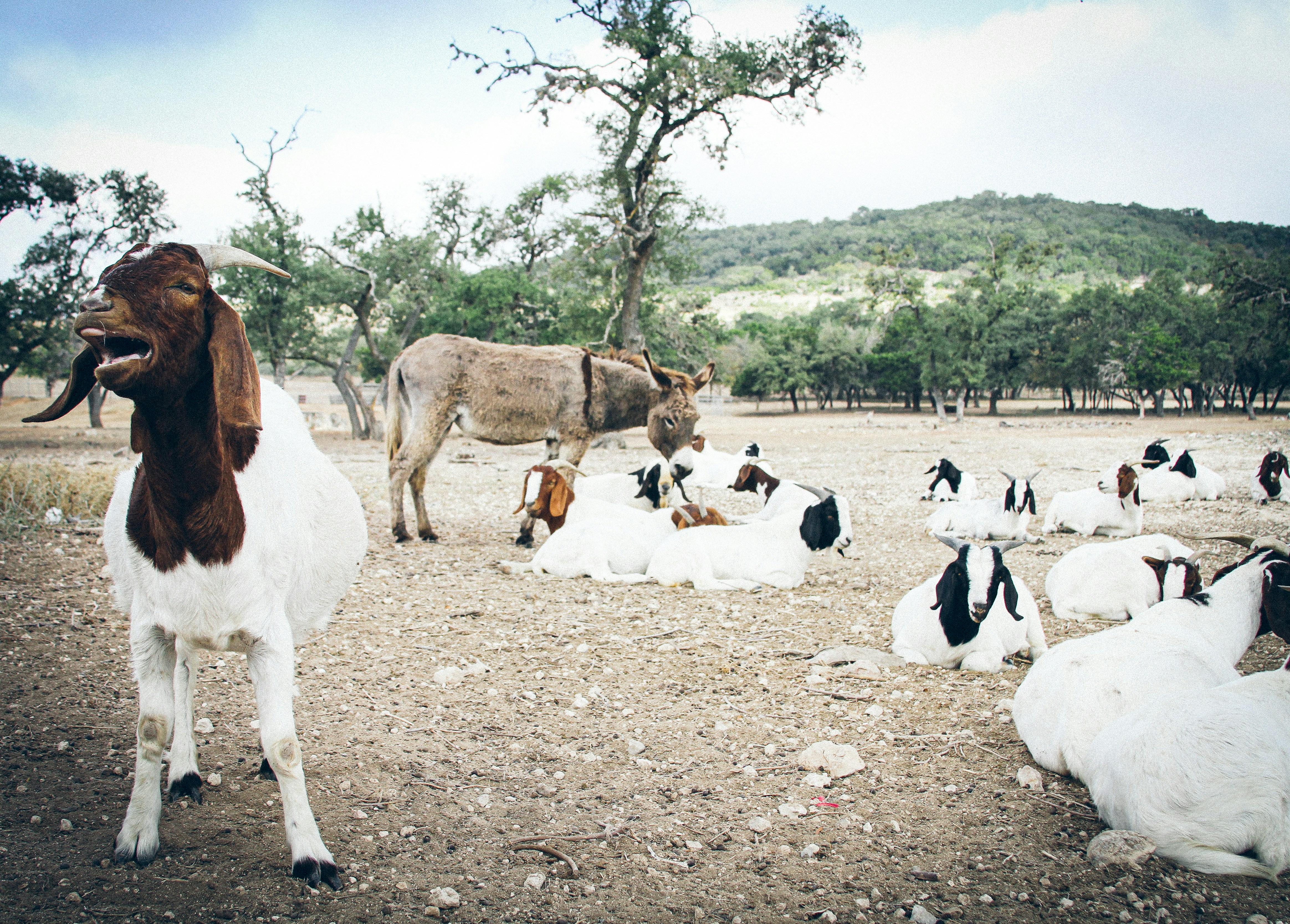 herd of goats on brown soil during daytime