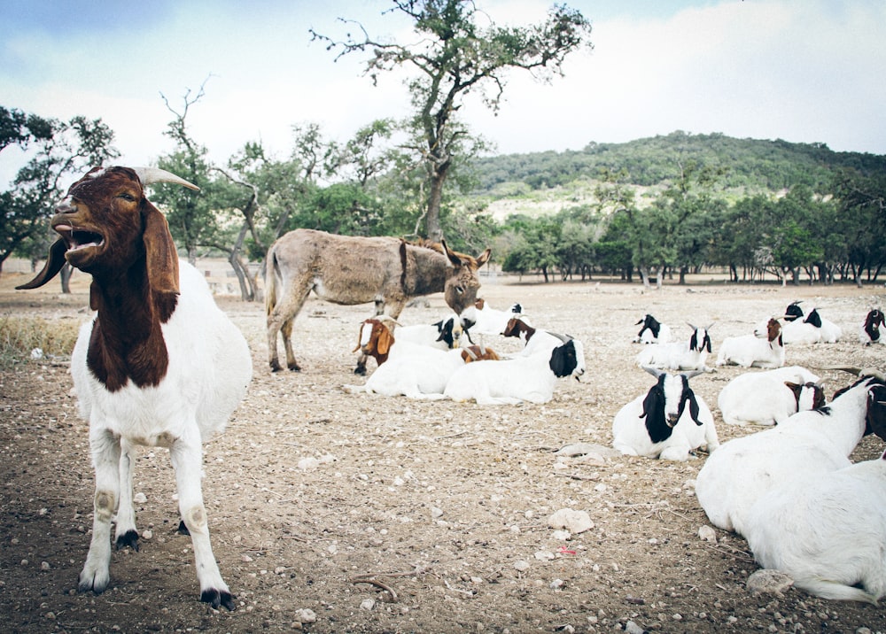 troupeau de chèvres sur sol brun pendant la journée