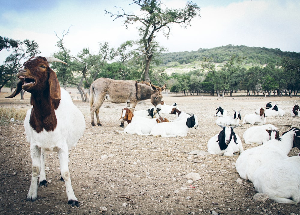 herd of goats on brown soil during daytime